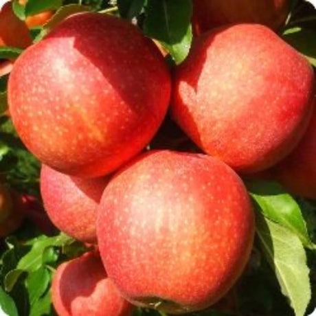 pomi fructiferi meri6