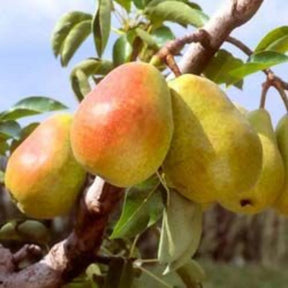 pomi fructiferi par de august
