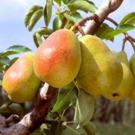 pomi fructiferi par de august