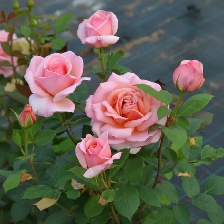 Trandafir Belle de Seigneur de Delbard cu flori roz pal și crem