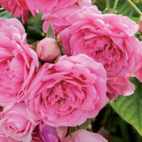 trandafir Volare roz floribunda