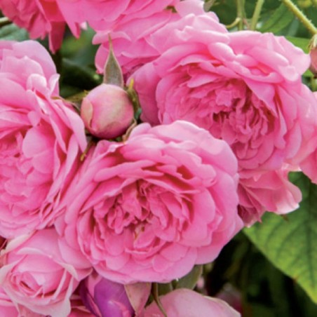 trandafir Volare roz floribunda