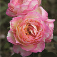 „Floare de trandafir Marc Chagall cu petale pictate natural”