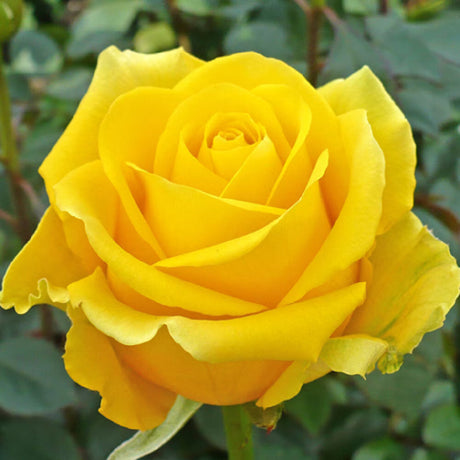 trandafir Sahara Yellow cu flori galben auriu