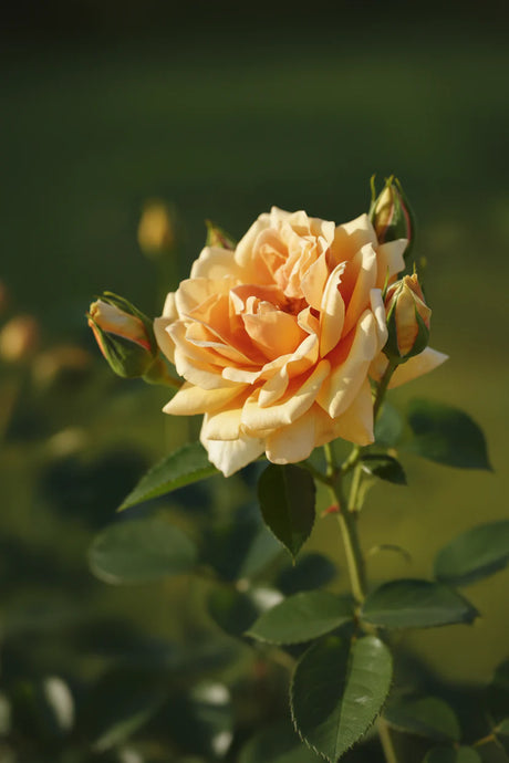 Trandafir Skyline cu flori roz pal și