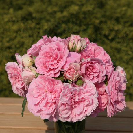 Trandafir Uetersen Rosenprincessing roz deschis suerb