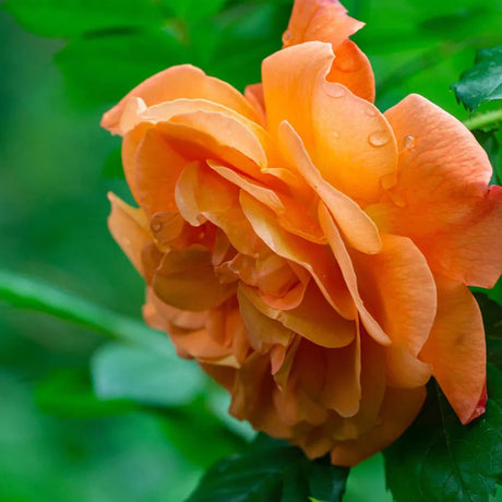 trandafir Westerland portocaliu parfumat