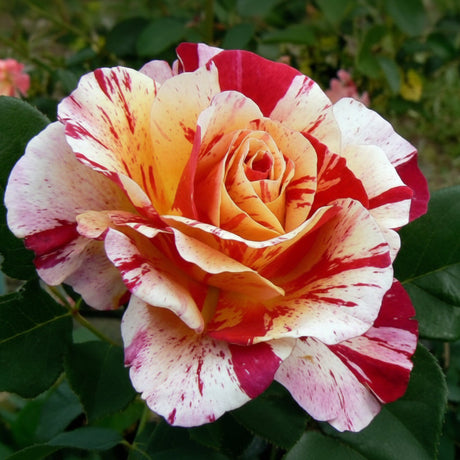 „Floare trandafir Maurice Utrillo cu dungi roșii, roz și galbene”