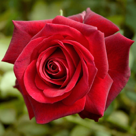 trandafir ornamental Scarlet în plină înflorire