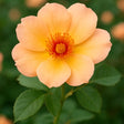 trandafiri floribunda apricot
