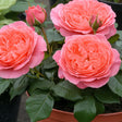trandafiri floribunda coral lions