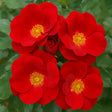 trandafiri floribunda marondo