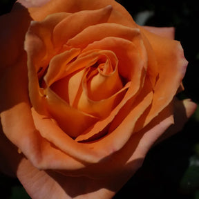 trandafiri floribunda phoenix