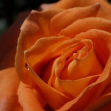 trandafiri floribunda phoenix1