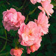 trandafiri pitici roselina