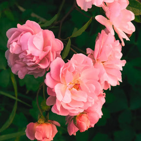 trandafiri pitici roselina