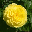 trandafiri pitici solero