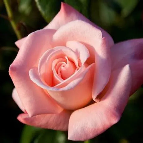 trandafir Ursula roz floribunda